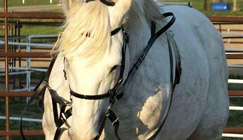 Boulonnais Horse For Sale Stallion 5 Years 17,32 Hh GrayDapple
