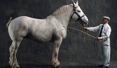 Boulonnais Horse The Has Been Nicknamed "White Marble " Due