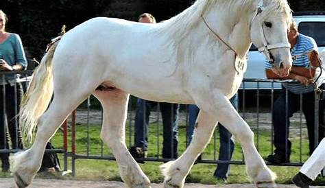 Boulonnais Horse Breed