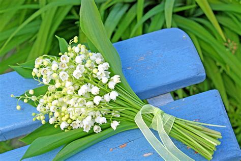 bouquet de muguet du 1er mai