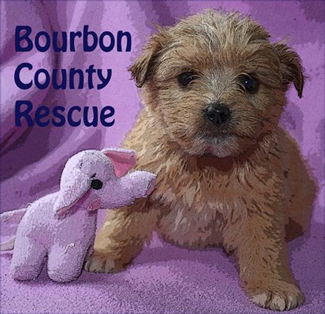 bourbon county rescue paris kentucky