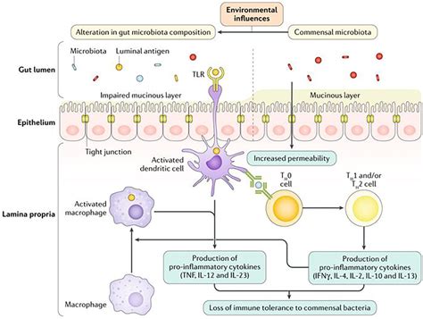 Bowel Disorders Cascade