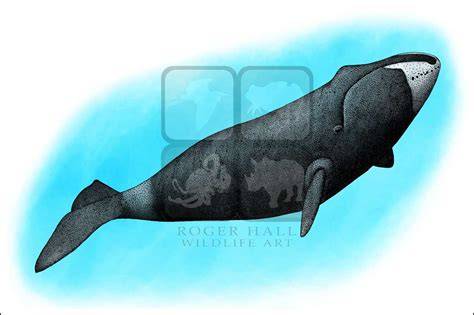 Bowhead Whale Watercolour 11x14 Print Etsy