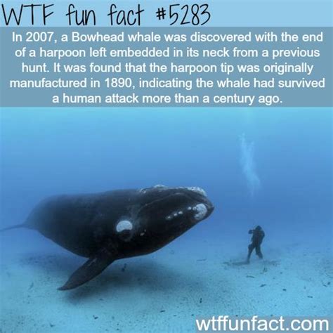 bowhead whale fun fact