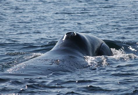 bowhead whale male called