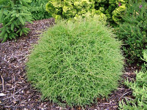 bowling ball bush