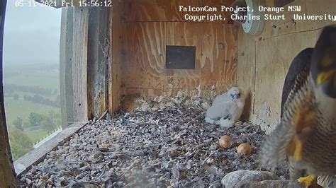 Box Cam Falconcam Project