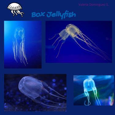 Box Jellyfish Book