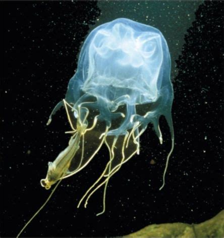 Box Jellyfish Diet