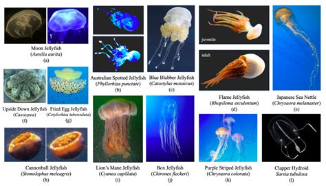 Box Jellyfish Size Comparison