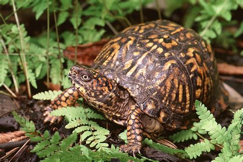 Box Turtle In Wild