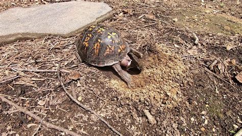 Baby Box Turtles Hatching
