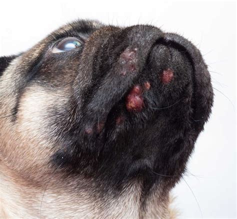 rash on chin Boxer Forum Boxer Breed Dog Forums
