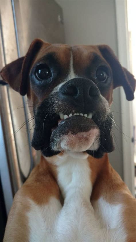 Top 17 Funniest Smiling Boxer Dogs Ever Page 2 The Paws