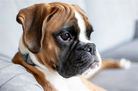 boxer dog breeders in ny