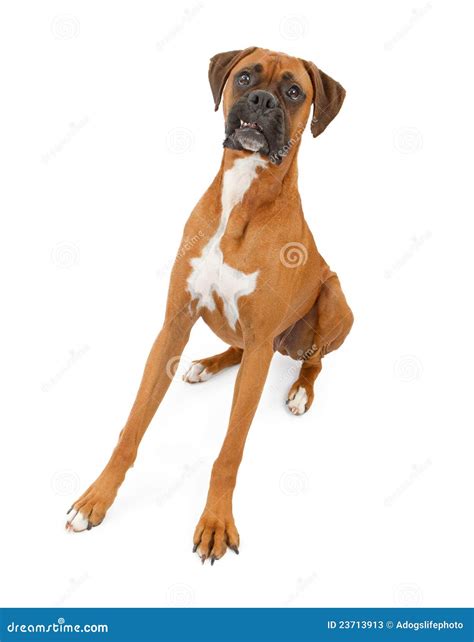 Boxer Dog Legs