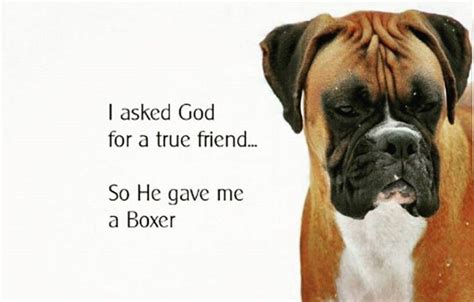 Boxer Dog Quote
