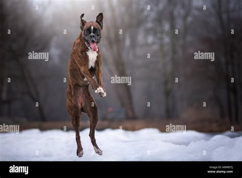 Boxer Dog Stop Jumping