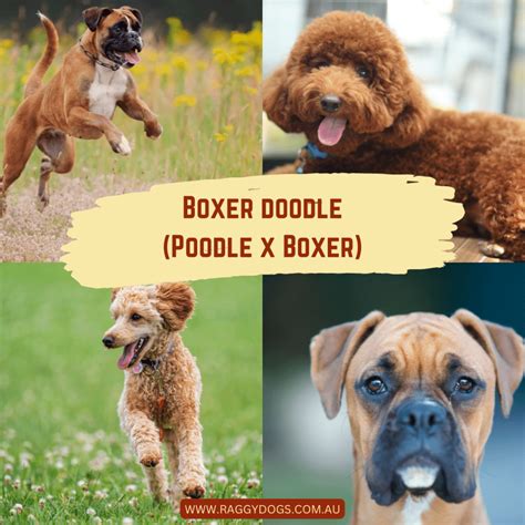 Boxer Doodle