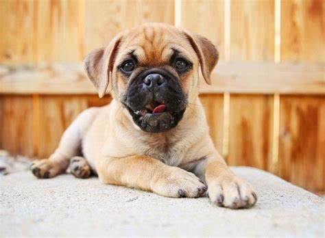 Boxer Pug Mix