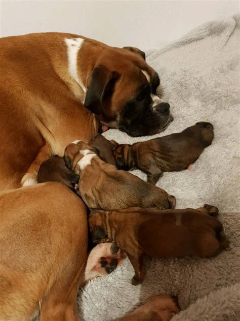 boxer puppies for sale gumtree
