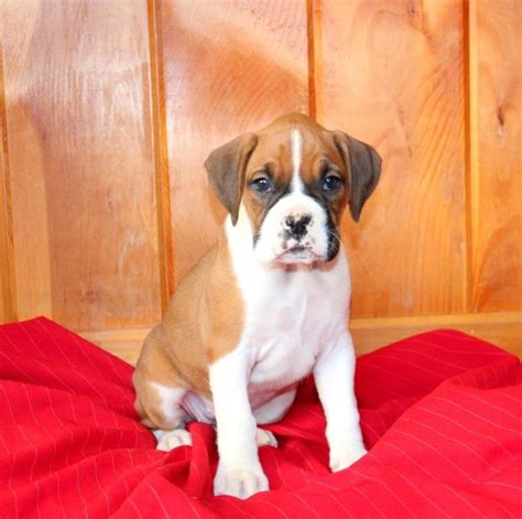 boxer puppies for sale near me ny