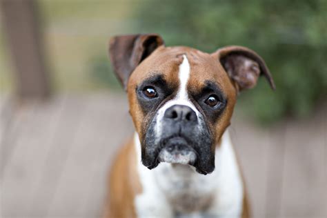 boxer the dog breed