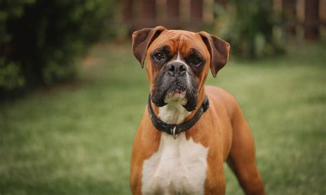 boxers the dog breed