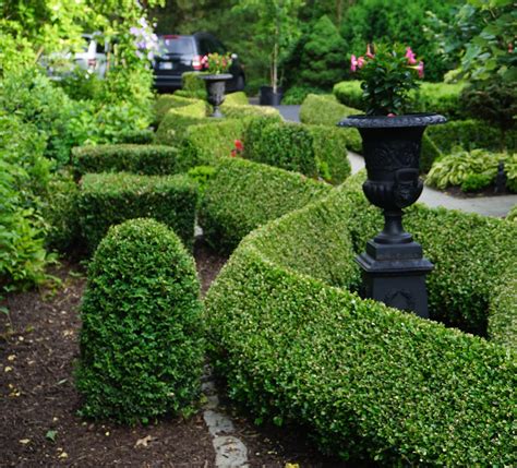 boxwood hedge in planter