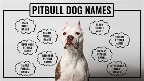 Boy Dog Names for Pitbulls