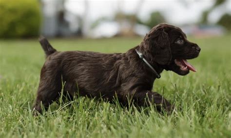 Boykin Spaniel Virginia