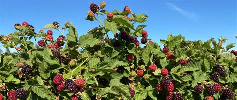 Boysenberry Inventor