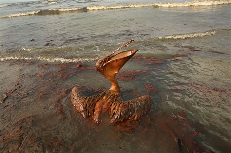 bp oil spill report