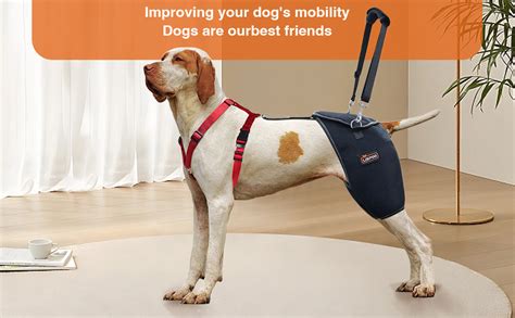 Braces For Dogs With Hip Problems