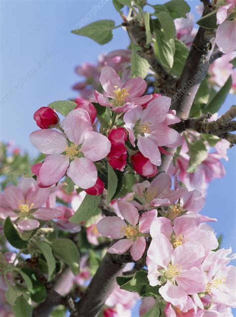 Braeburn Apple Pollinators