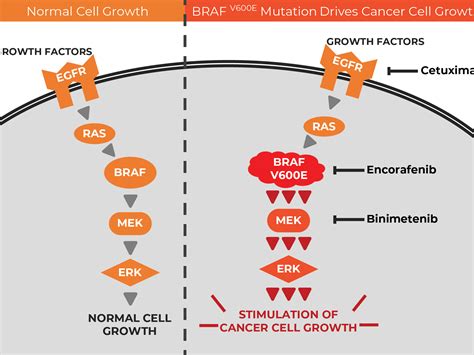 braf gene mutation and cancer