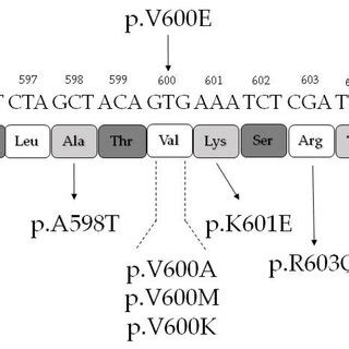Braf Gene Mutation Exon 15