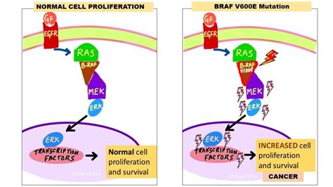 Braf Mutation Bestimmung