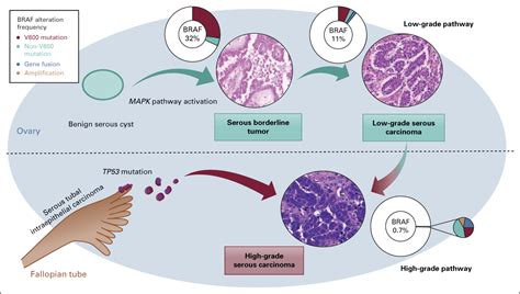 braf mutation cancer pathophysiology