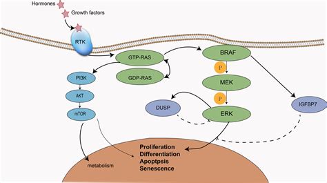 Braf Mutation Sarcoma