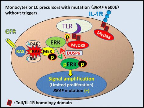 braf v600e mutation lch