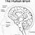 brain anatomy coloring book