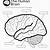 brain labelling worksheet