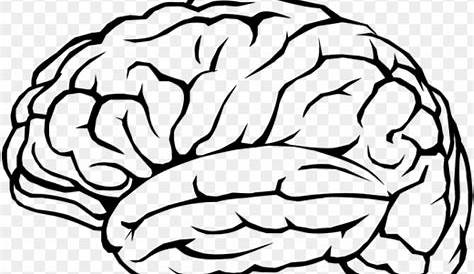 Outline Of Human Brain - Transparent Background Brain Clipart - Png 6EE