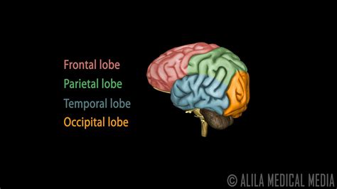 Brain Anatomy Animation