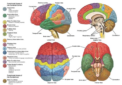brain anatomy atlas website