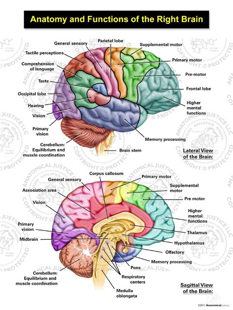 Brain And Function Diagram Brain Jack Image: Brain Diagram A