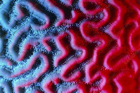 Brain Coral Reaction