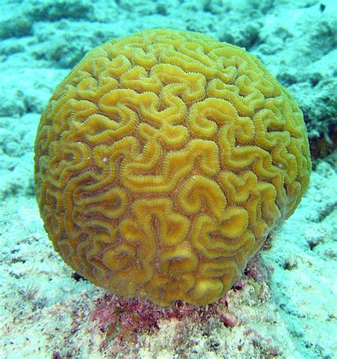 Brain Coral Video