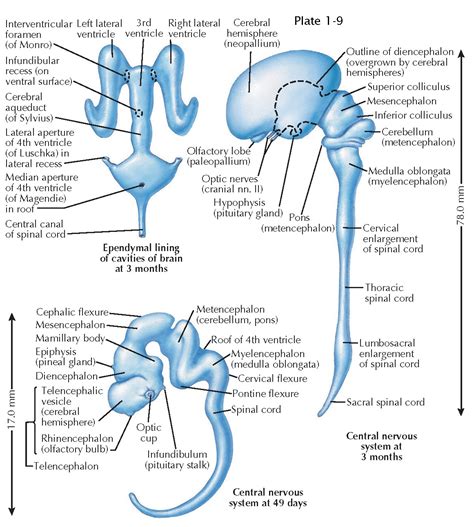 brain development in first trimester